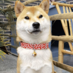 What Are the Best Collar Sizes for Shiba Inu