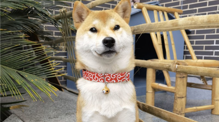 What Are the Best Collar Sizes for Shiba Inu