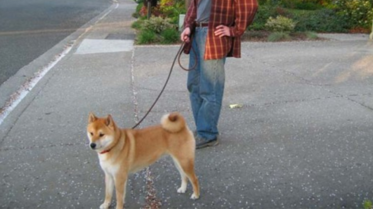 How to Wear Collars on Shiba Inu