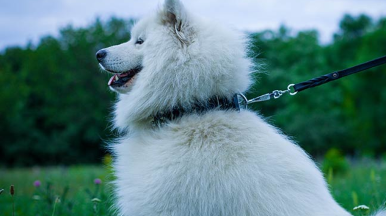 Most Comfortable Dog Collar: Samoyed Breed