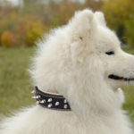 Samoyed Neck Size: What Size Collar to Buy For Samoyed?