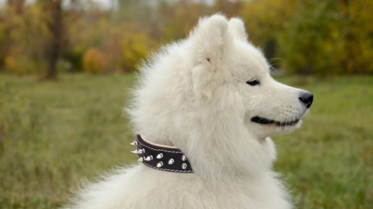 Samoyed Neck Size: What Size Collar to Buy For Samoyed?