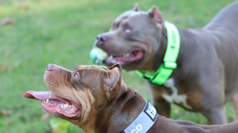 How to Wear Collars on American Bully | 5 Steps