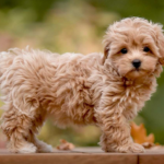 Best Maltipoo Collar