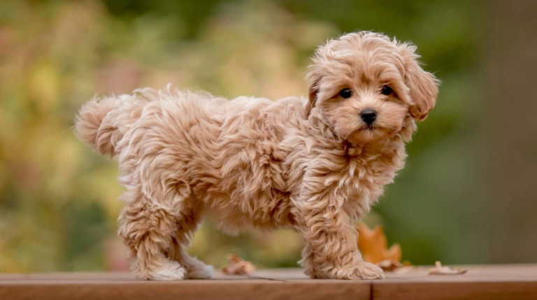 Best Maltipoo Collar