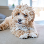 What is the Best Maltipoo Collar Size | 3 Different Sizes!