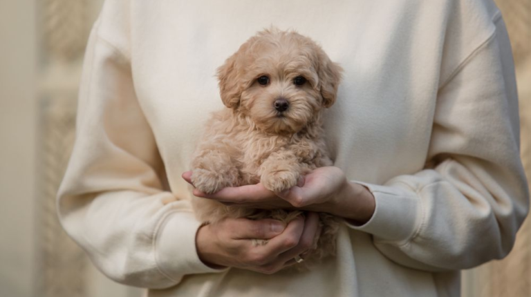 How to Wear Collars on Maltipoo | 5 Step to Do