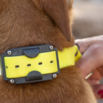 Electric Shock Collars for Dogs: Top 6 Picks for Large Breeds