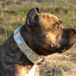 What You Should Know About Dog Shock Collars | 8 Quick Things