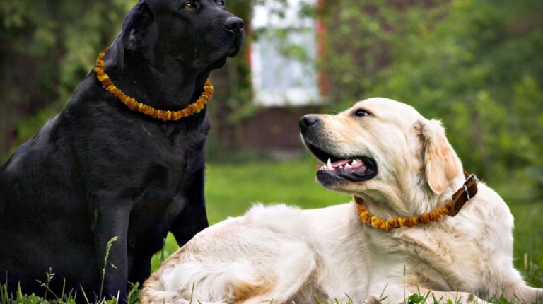 Most Comfortable Dog Collars: Top 6 Picks for Everyday Use