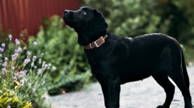 are leather collars good for dogs