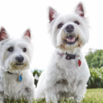 Best Collars for Miniature Dogs: 6 Top Picks!