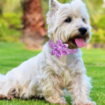 What Type of Collar is Best for Small Dogs