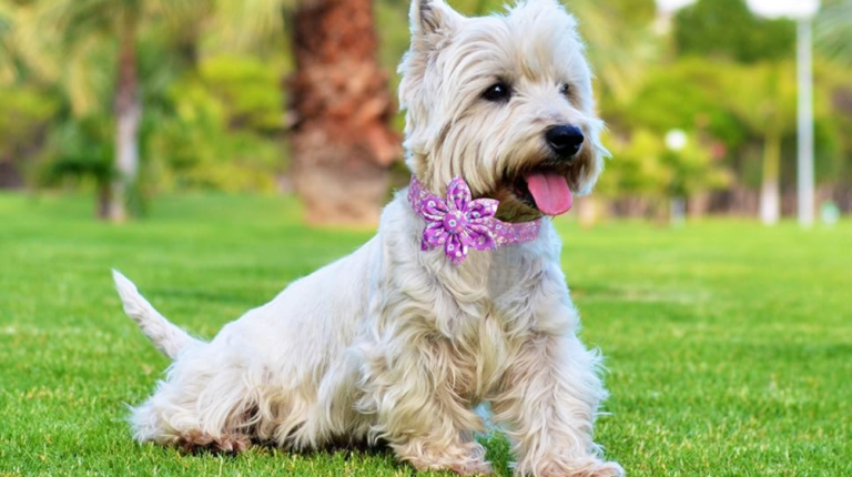 What Type of Collar is Best for Small Dogs