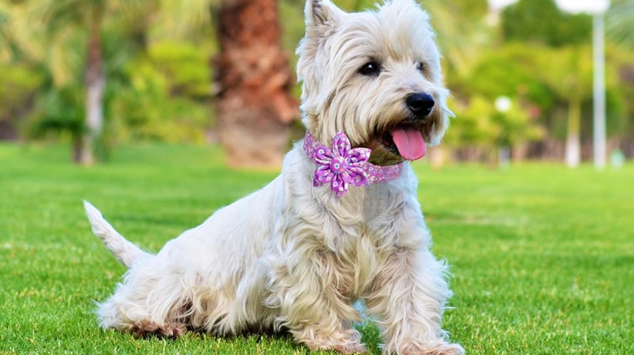 What Type of Collar is Best for Small Dogs