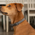 What is the Smallest Dog Collar Size | 5 Sizes to Consider