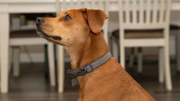 What is the Smallest Dog Collar Size | 5 Sizes to Consider