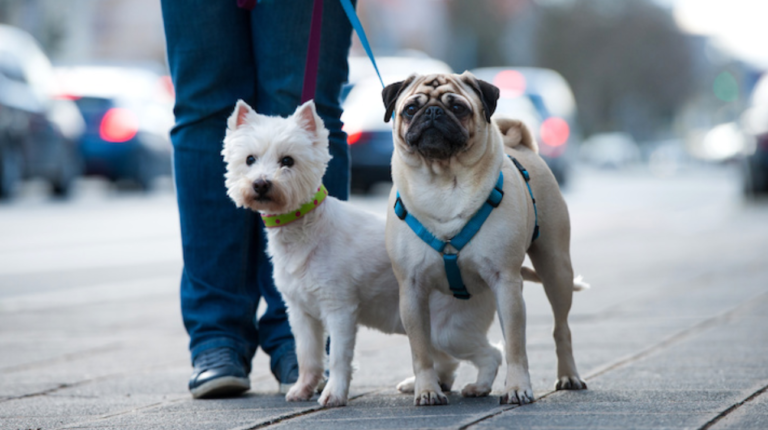 Should Little Dogs Wear Collars? An In-Depth Analysis