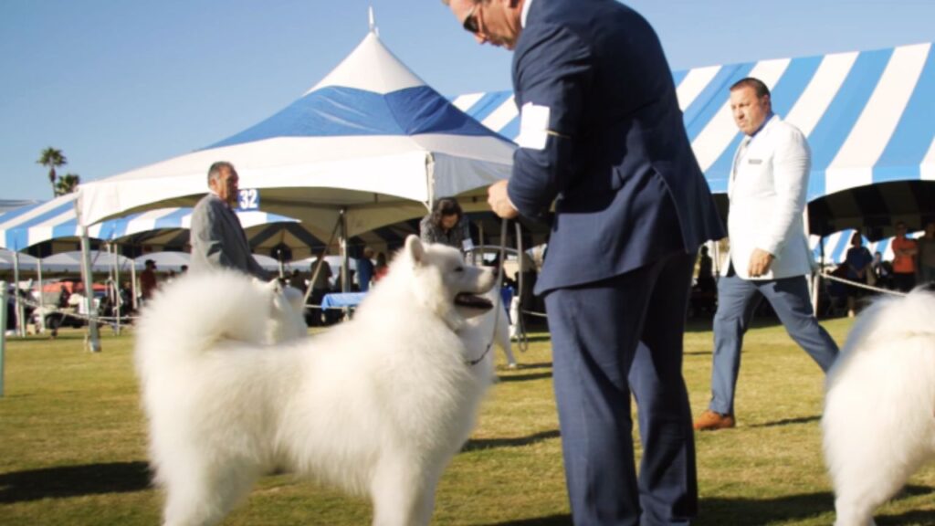 Why Does Your Samoyed Need a Collar?