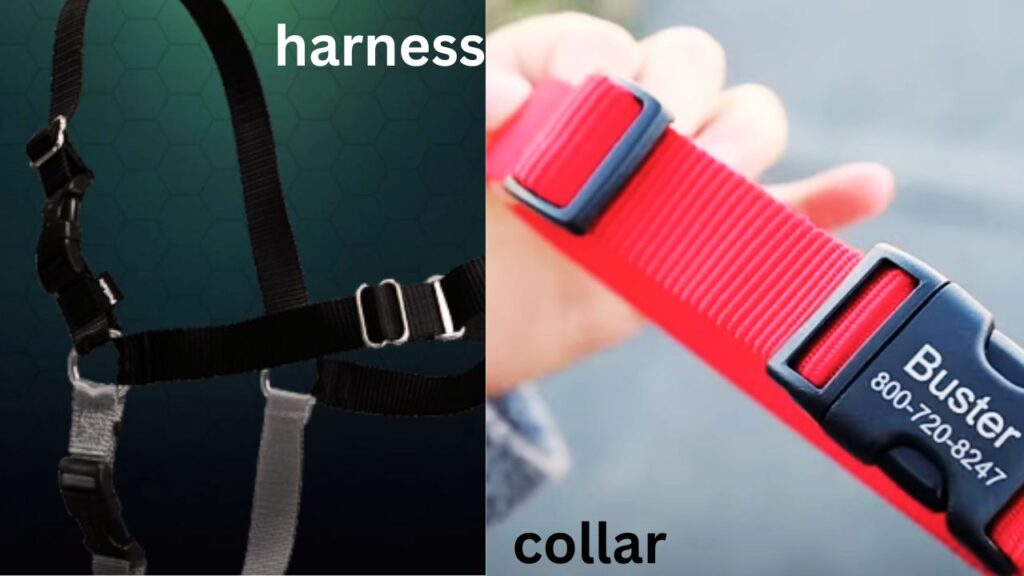 Harness vs. Collar: Which One Works Best for Bullmastiffs in Different Scenarios?