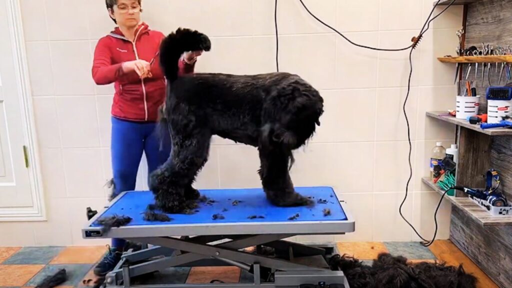 Grooming Needs: Managing Size and Coat