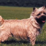 What Size Collar Fits Cairn Terrier