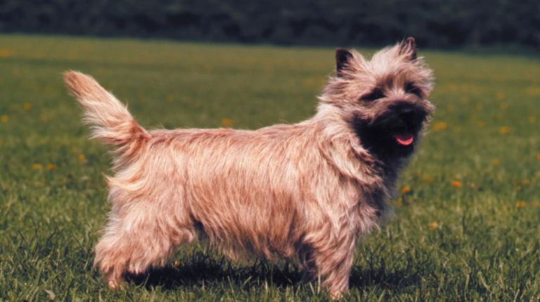 What Size Collar Fits Cairn Terrier