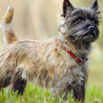 Best Collars for Cairn Terrier