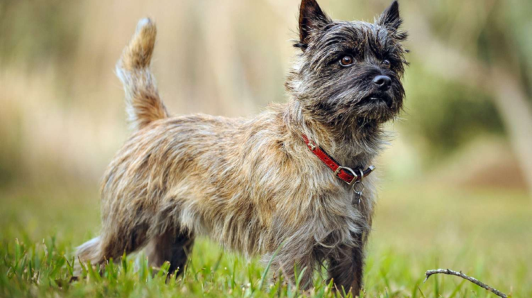 Best Collars for Cairn Terrier