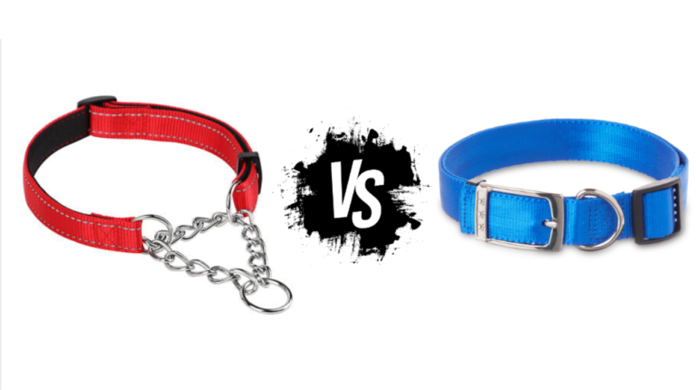 Martingale vs Buckle Collar: Which One to Get For Your Pup?