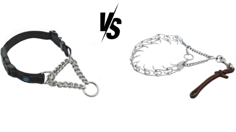 Martingale vs Choke Collar: What’s The Difference?