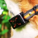 Are Citronella Collars Safe for Dogs