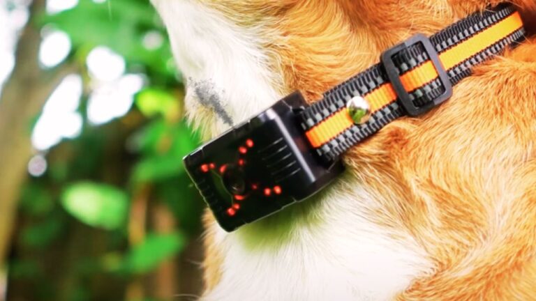 Are Citronella Collars Safe for Dogs