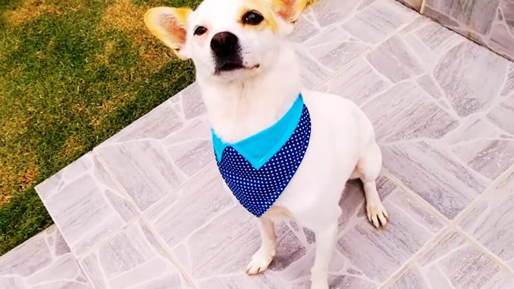  Make Your Dog Look Stylish and Comfortable using Bandana: