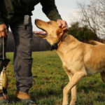 Best Collar for Puppy Training | 6 Best Options