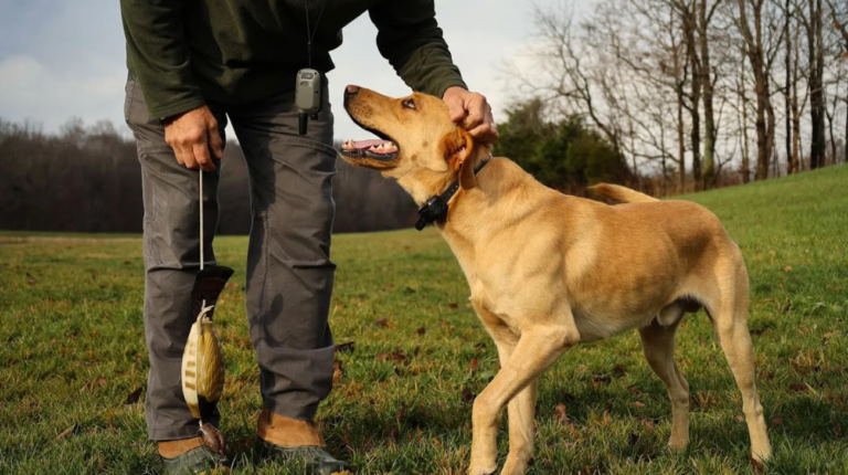 Best Collar for Puppy Training | 6 Best Options