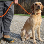 What Type of Collar Is Best for Dog Training