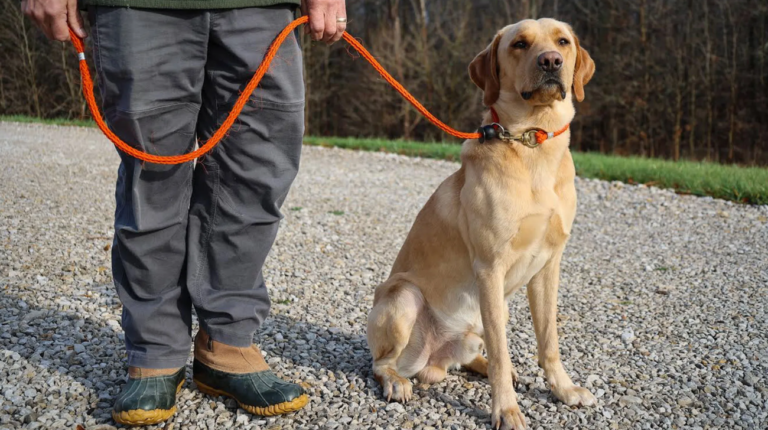 What Type of Collar Is Best for Dog Training