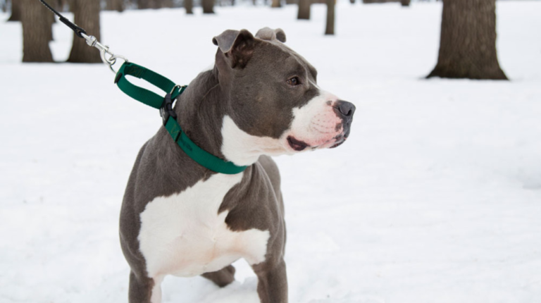 Why Martingale Collars Are Better