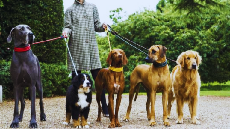 The Coolest Dog Collars for Your Furry Friends: Top 6 Picks