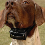 Do Dogs Initially Itch More with Flea Collars?