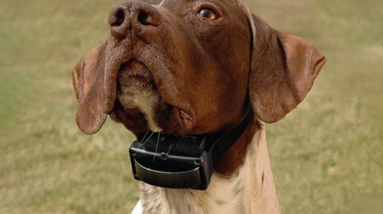 Do Dogs Initially Itch More with Flea Collars?