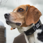 Are Shock Collars Bad for Dogs: My Personal Journey and Insights