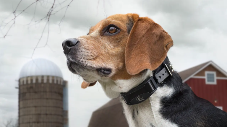 Are Shock Collars Bad for Dogs: My Personal Journey and Insights