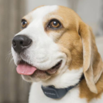 Bark Collars for Dogs: 6 Best Options Available