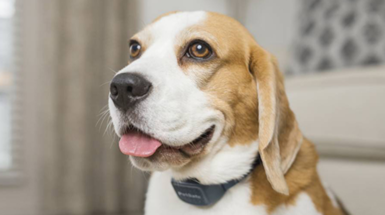 Bark Collars for Dogs: 6 Best Options Available