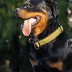 Do E-Collars Hurt Dogs? The Shocking Truth Revealed