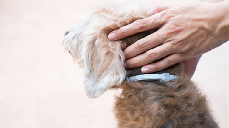 Do Flea Collars Work on Dogs | Amazing Reason It Does!