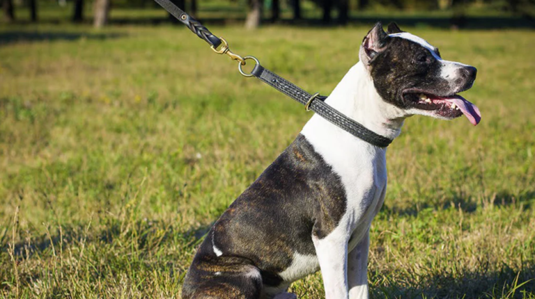 Are Choke Collars Bad for Dogs | 5 Critical Features to Consider