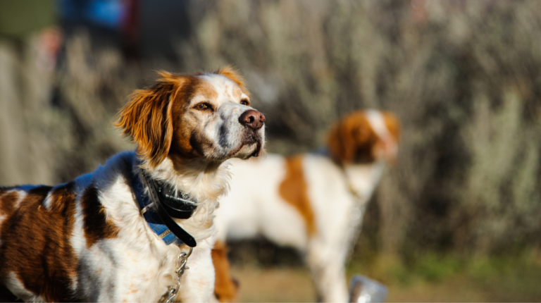 How Much Are Shock Collars for Dogs | 5 Key Features to Consider